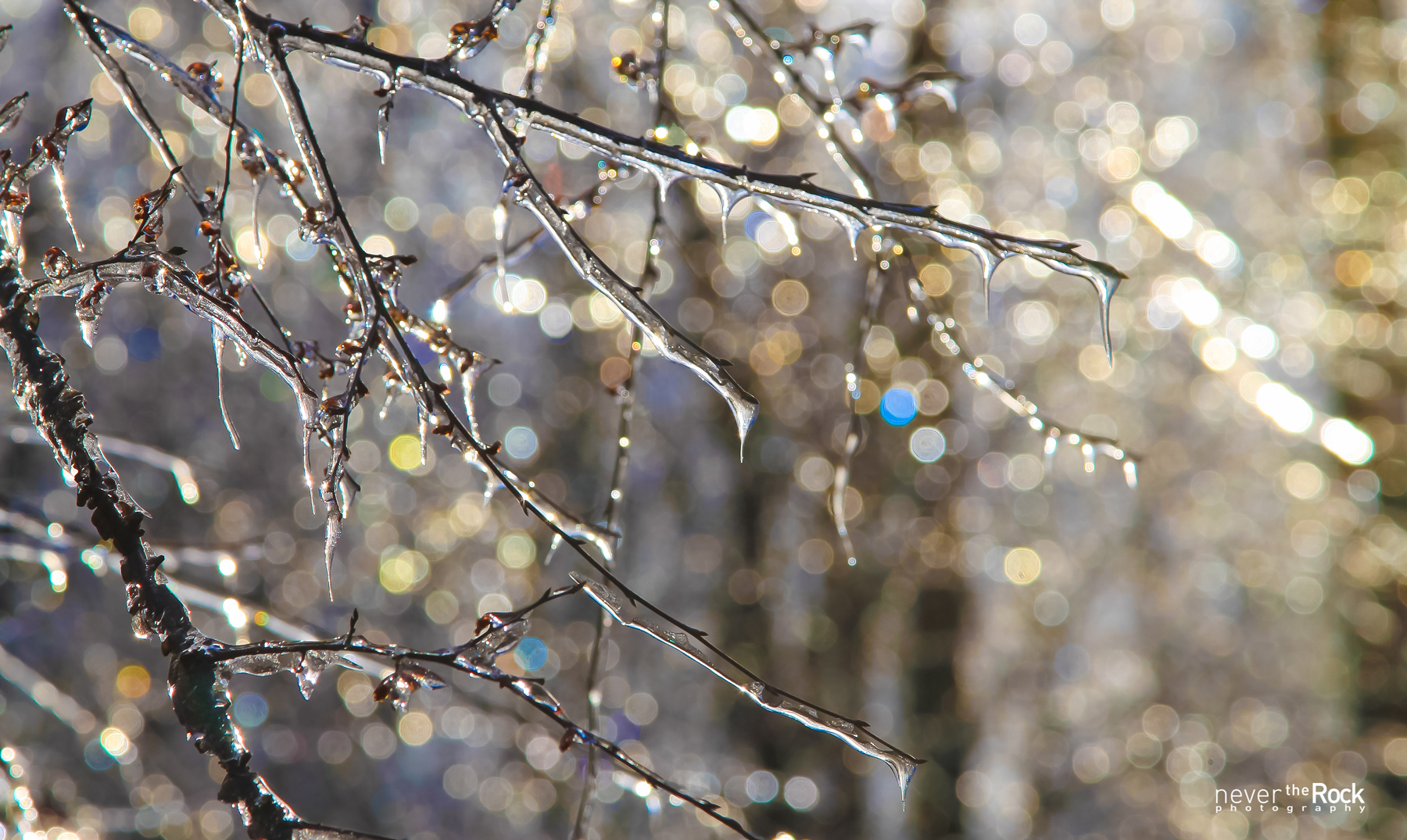 Ice Bling | Shutterbug